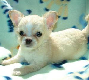 AKC-Creme Long Coat Boy Chihuahua Welpen