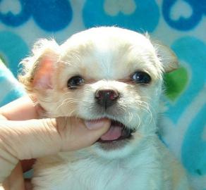 AKC-Creme Long Coat Boy Chihuahua Welpen