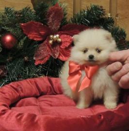Herzige Pomeranian / Zwergspitz Welpen