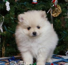 Herzige Pomeranian / Zwergspitz Welpen