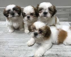 Shi Tzu Welpen