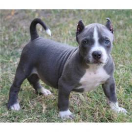 gesunde blau pitbull Welpen zum Verkauf