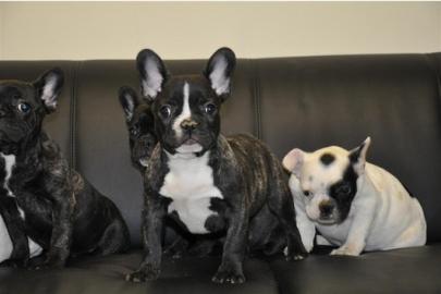 Franz�sische Bulldogge Welpen zu verkauf