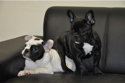 Franz�sische Bulldogge Welpen zu verkauf