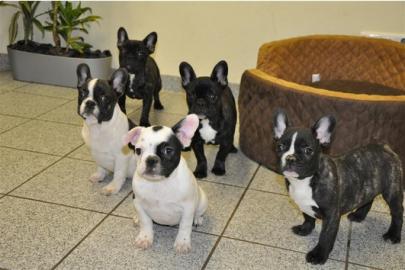 Franz�sische Bulldogge Welpen zu verkauf