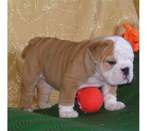 Adorable Englisch Bulldogge Welpen