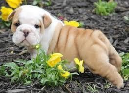 Englische Bulldogge Welpen mit papieren