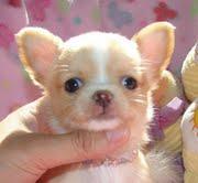 Mini-Chihuahua welpen (Langhaar und.  Kur
