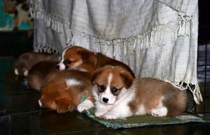 Wundersch?ne Pembroke Welge Corgi Welpen