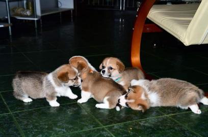 Wundersch?ne Pembroke Welge Corgi Welpen