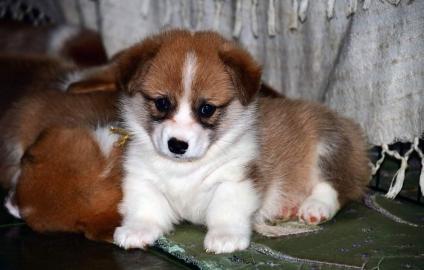 Wundersch?ne Pembroke Welge Corgi Welpen