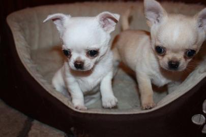 Chihuahua Welpen