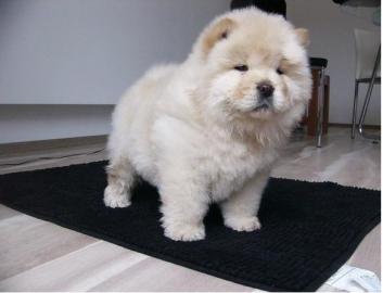 Chow chow welpen alle farben