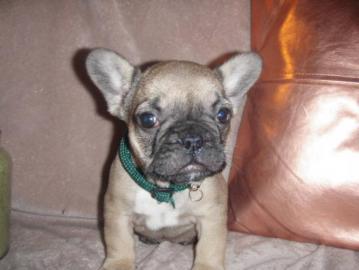 Top-Qualit�t Franz�sisch Bulldogge Welpe
