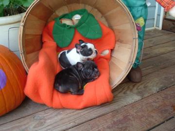 Top-Qualit�t Franz�sisch Bulldogge Welpe