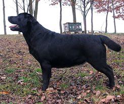 Labrador retriever puppies