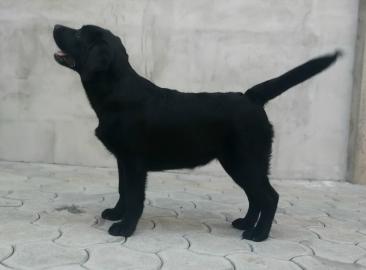 Labrador retriever puppies