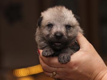 Tschechoslowakischer Wolfshund Welpe