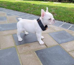 Entz�ckende franz�sische Bulldoggenwelpe