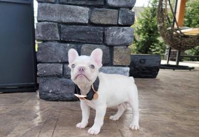 Entz�ckende franz�sische Bulldoggenwelpe