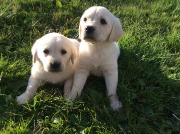 Golden Retriever Welpen Kennel Club regi