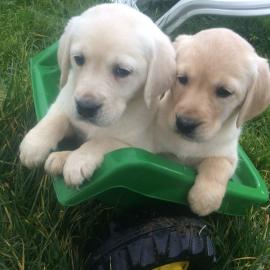 Golden Retriever Welpen Kennel Club regi