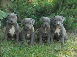 American Pitbull Blueline welpen 12 Woch