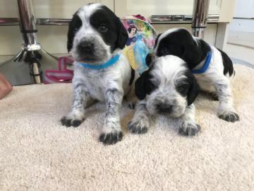 5 sch?ne Cocker Spaniels Welpen