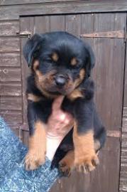 m?nnliche und weibliche Rottweiler Welpe