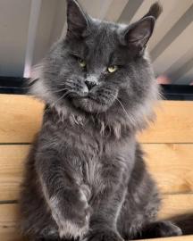 Maine-Coon-K�tzchen zu verkaufen!