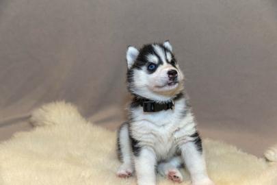 M�nnliche und weibliche Siberian Husky-W