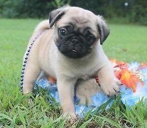 S��e Wundersch�ne Mops Welpen