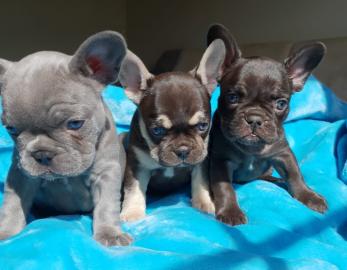 Franz�sische Bulldoggen R�den