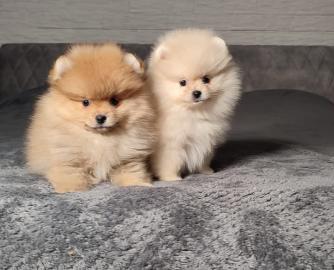 MINI Pomeranian Welpen. 