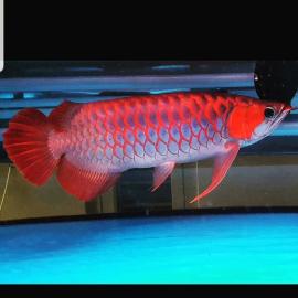 arowana fische g