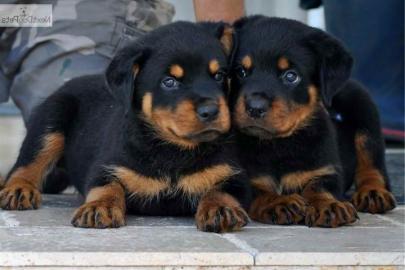 Rottweiler WhatsApp (+49 1577 5146118)