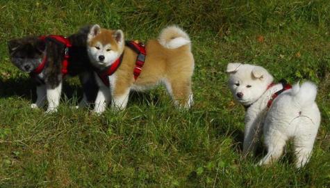S��e Amerikaner Akita Welpen zu verkaufe