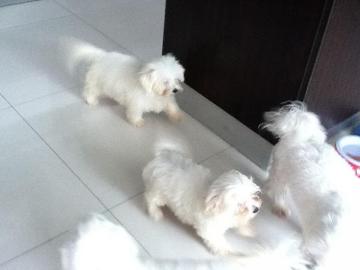 S??e Mini Malteser Welpen