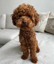 toy poodle