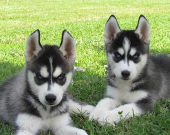 Siberian Husky Welpen mit pap