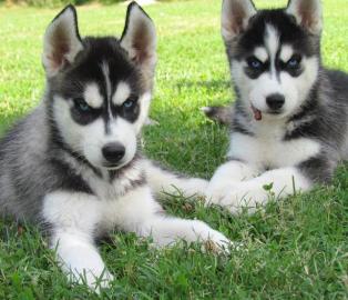 Siberian Husky Welpen mit pap