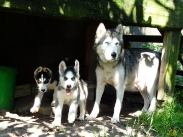 Siberian Husky Welpen mit pap