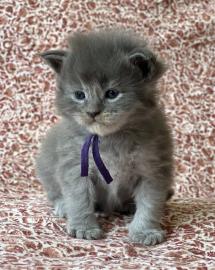 Maine-Coon-K�tzchen zu adoptieren.  Whats