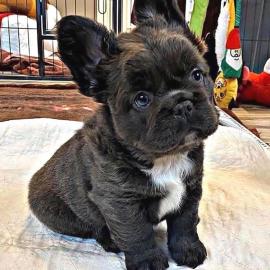 Frenchie-Welpen