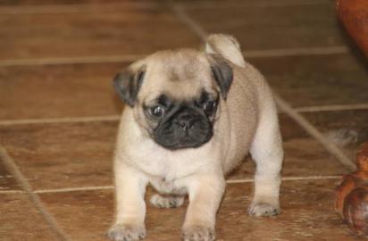 mops welpen