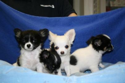 chrismas chihuahua welpen . . 