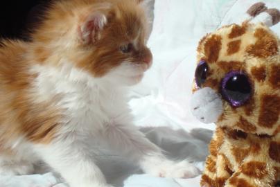 B Wurf - reinrassige Maine Coon Kitten