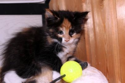 B Wurf - reinrassige Maine Coon Kitten