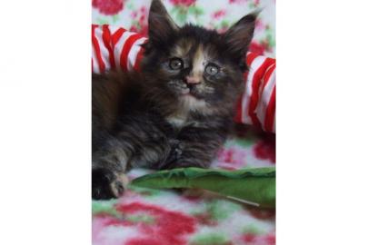 B Wurf - reinrassige Maine Coon Kitten