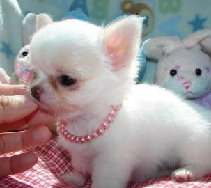 Super s��e MINI chihuahua welpen mit Pap